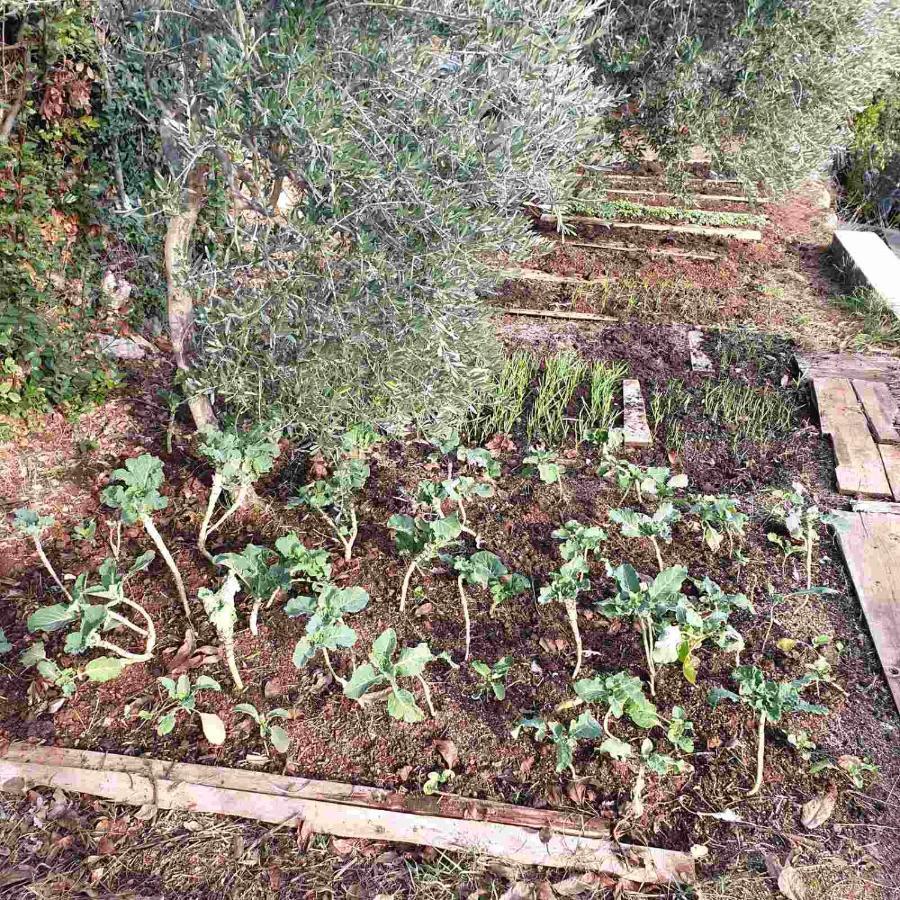 הוילה Tulisevica Mary'S Garden מראה חיצוני תמונה