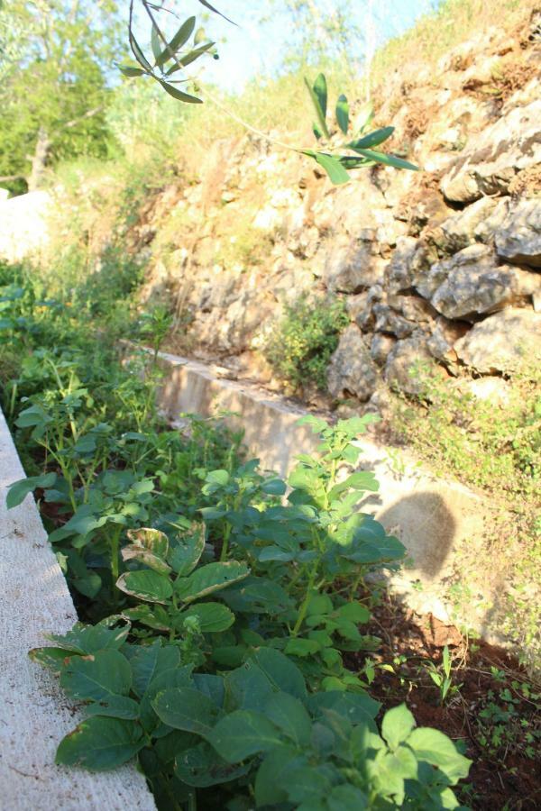 הוילה Tulisevica Mary'S Garden מראה חיצוני תמונה